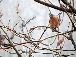 鳥,知更鳥,女性