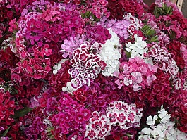 花束,花卉,美丽