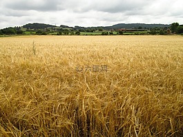 原野,作物,農業(yè)