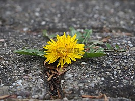 蒲公英,花,黃色