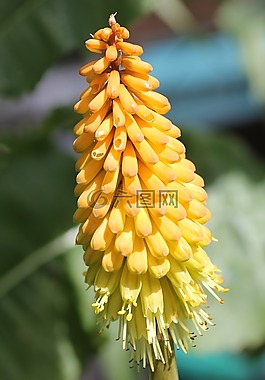 kniphofia,红热扑克,花