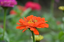 橙花,花瓣,性質(zhì)
