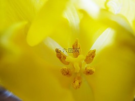 鮮花,黃色,花瓣