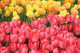 郁金香,鮮花,性質(zhì)