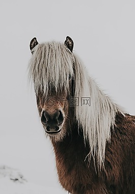 馬,動物,棕色
