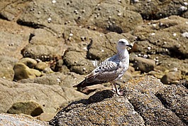 海鷗,鳥,動物