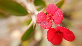 自然,植物區(qū)系,花