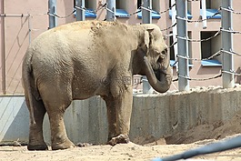 莫斯科動物園,動物園,大象