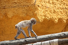 莫斯科動物園,動物園,猴子