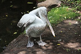 莫斯科動(dòng)物園,動(dòng)物園,伊琳娜 ·