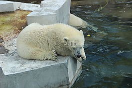 白熊,動(dòng)物園,夏季