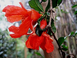 石榴,鮮花,雙人