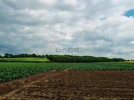 荷蘭,農(nóng)場,字段
