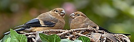 動物,鳥,然佩爾