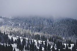 雪,冬天,白