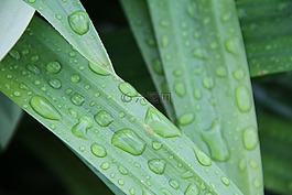 葉,雨,水