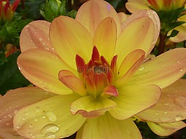花,大麗花,黃色