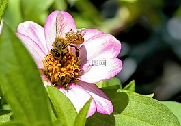 蜜蜂,動物,特寫