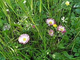 野生植物,性質(zhì),綠色
