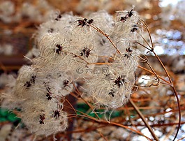 鐵線蓮,性質(zhì),植物