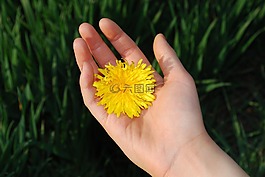 蒲公英,鮮花,花的
