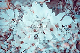 花,白,花瓣