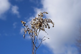 天空,枝,干旱