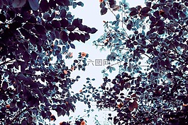 樹,葉子,綠色