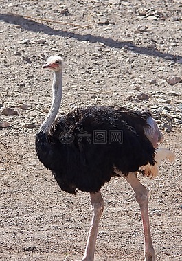 斯特勞斯,鳥,賽跑