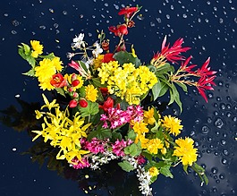 野生花卉,花園,花束