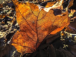 葉,秋天,紅色