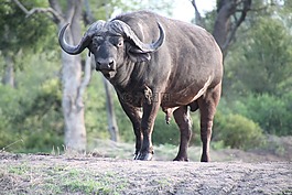 南非,性質(zhì),野生動物