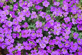 花,開(kāi)花,野生花卉