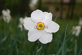 喇叭花,花,開花