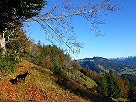 秋季,阿爾高,山