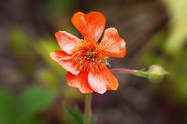 花,橙,橙色的花朵