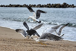 動物,海,海灘