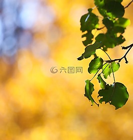 秋,秋天,葉子