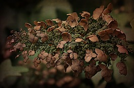 繡球,花,自然