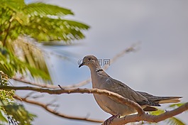 鴿子,鳥,羽毛