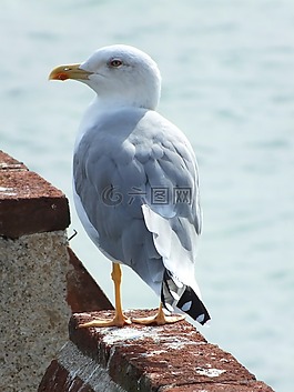 加爾達(dá),鷗,鳥
