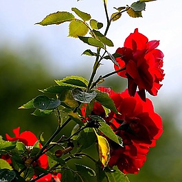 玫瑰,布什,開花