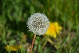 花,蒲公英,黃色