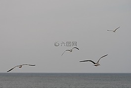 動(dòng)物,天空,海