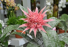 花,花aechmea,多汁