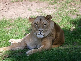 動物,塞倫蓋蒂,動物園