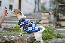 狗,小狗,動物