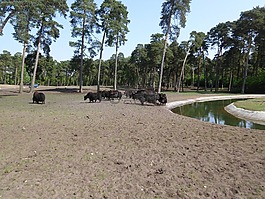 動物,塞倫蓋蒂,動物園