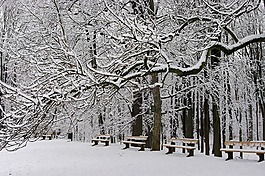 公園,長凳,冬天