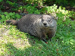地面豬,野生動物,動物